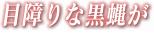 目障りな黒蝿が